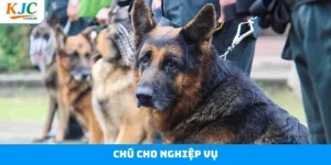 Chú Chó Nghiệp Vụ - Đảm Bảo An Ninh Thắt Chặt Tại KJC