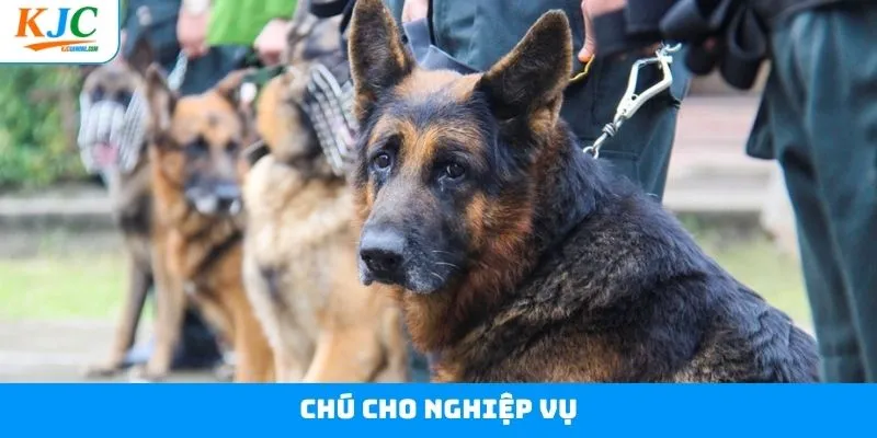 Chú Chó Nghiệp Vụ - Đảm Bảo An Ninh Thắt Chặt Tại KJC