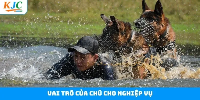Vai trò của chú chó nghiệp vụ trong môi trường hoạt động